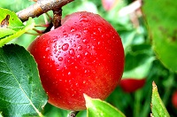 Употребление яблок против сердечно-сосудистых заболеваний